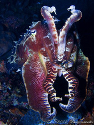 Cuttlefish in defensive pose - Banta Island, Indonesia (C... by Marco Waagmeester 